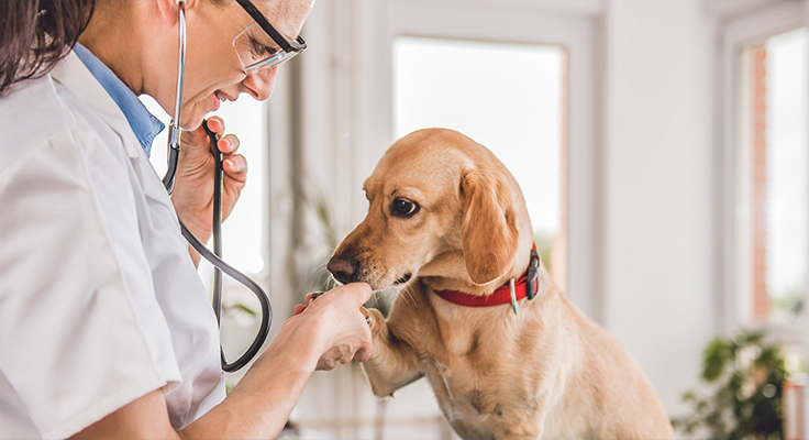 Công ty TNHH Sản phẩm y tế Giang Tô Dingshun